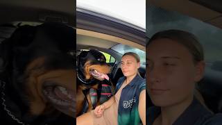 Traveling in a 5 seater car with 3 adults a Rottweiler and bandog ￼ [upl. by Biddie70]