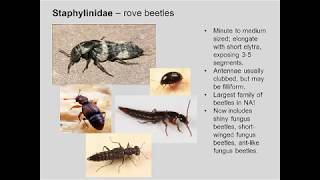 Entomology 1111  2018  Lecture 09  Coleoptera Neuroptera Hymenoptera [upl. by Stevena720]