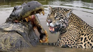 JAGUAR VS CROC Fight To Death  Love Nature [upl. by Hagen]