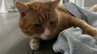 Joey shows you why it is HIS towel cat ginger [upl. by Eustis]