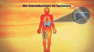 An introduction to laminin cell culture substrates [upl. by Hgielrahc]