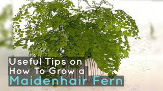 How To Grow a Maidenhair Fern  Useful Tips [upl. by Ddal]