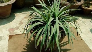 Yucca Rostrata  How to Grow and Care Yucca Plant  Budget Gardening  Hindi [upl. by Iretak861]