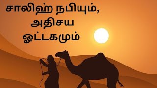 சாலிஹ் நபியும் அதிசய ஒட்டகமும்  Tamil Islamic Facts bayan tamilislamicbayans islamicfacts [upl. by Siugram]