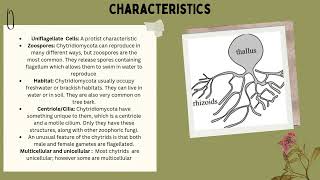 Chytridiomycota [upl. by Adehsar857]