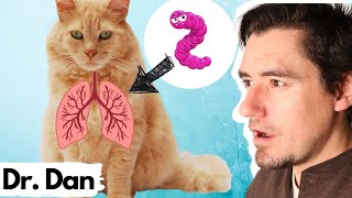 LUNG Worms in the Cat Dr Dan explains the Cat Lung Worm [upl. by Aneema]