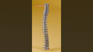 vertebrae anatomy  vertebrae bones  vertebrae diagram  vertebrae structure foryou viralvideo [upl. by Reve]