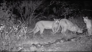 Wildlife from camera trap mountain lion family [upl. by Chari]