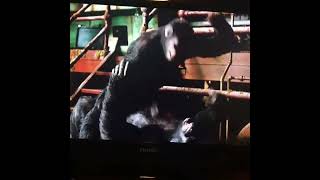 Dawn of the planet of the apes Caesar and koba fight [upl. by Assyral]