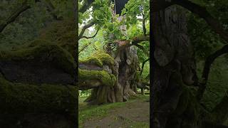 Bold Burst  Oldest Tree on earth 🌲shorts ytshorts [upl. by Nommad]