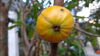 frutíferas produzindo em vaso Cambucá mirtilo pinha atemoia Cambuci jabuticaba dovialis doce cítrica [upl. by Eckmann417]