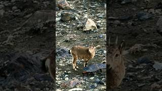 Little Ibex goats ibex animals janwar [upl. by New]