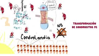 Osificación endocondral [upl. by Row]