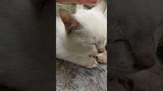 Taro the handsome cat loves to be petted shortvideo cat [upl. by Allemac]