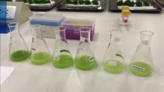 Testing of Peroxidase Activity [upl. by Alit]