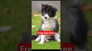 free border Collie puppies for adoption [upl. by Ennirroc]