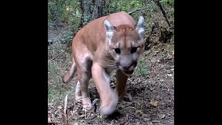 Liberty Lake Wildlife  Part 5  Cougar Close Up spokane libertylake mountainlion gardepro [upl. by Sarat455]