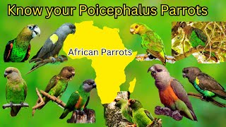 Know your Poicephalus Parrots All 10 Species of Poicephalus Genus  Diet Appearance and Breeding [upl. by Allecnirp]