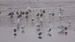 Hudsonian Godwit  Guardbridge  Fife  10112020 [upl. by Malaspina]