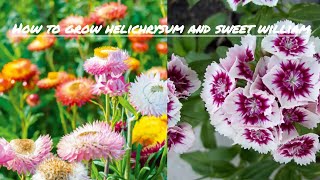 How to grow helichrysum and sweet william flower from seeds [upl. by Nnazus]