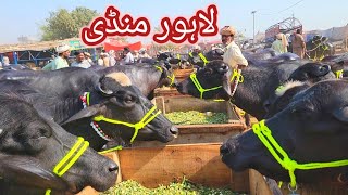 Lahore Mandi Ki NASLI TE ASLI JHOTIAN  Milking Buffaloes Farms  Kattian Dairy Farming Plan [upl. by Norita]