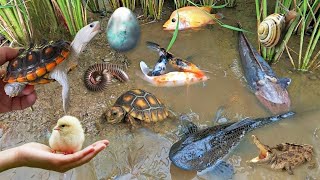 Colorful surprise eggs lobster snake cichlid betta fish turtle butterfly fish goby fish [upl. by Einrae]