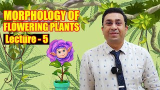 Morphology of Flowering Plants l lecture 5 l Biology l NEET [upl. by Ecinue]