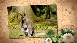 All About Kangaroos [upl. by Lynette]