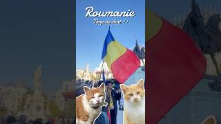 Trop de chat en roumanie  🐱❤️ fyp vlog roumanie bucarest [upl. by Herb]