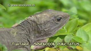 tuatara  sphenodon punctatus [upl. by Eiuqram583]