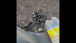 Rattlesnake vs Kingsnake [upl. by Pulchia58]