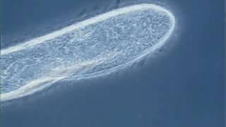 Paramecium cilia movement [upl. by Luis776]