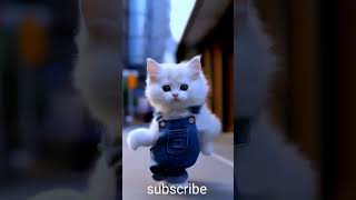 cute cat amazing danceytshort dance catvideo viral [upl. by Akceber326]