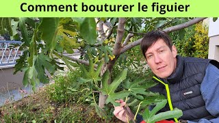 Comment bouturer le figuier [upl. by Weywadt]