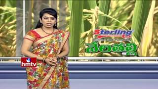 Success Story Of RNR 15048 New Rice Variety Farming  Telangana Sona Rice  Nela Talli  HMTV [upl. by Aleyam509]