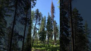 Dropping Lodgepole Pine for Firewood firewood stihl woodcutting treecuttingdown [upl. by Noswal]