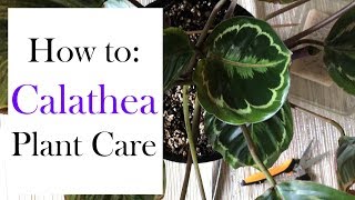 How to Calathea Plant Care [upl. by Allanson375]