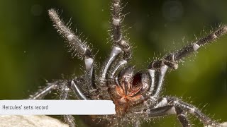 RECORD BREAKING  Sydney Funnel web Hercules  australia wildlife spider [upl. by Annaeoj497]