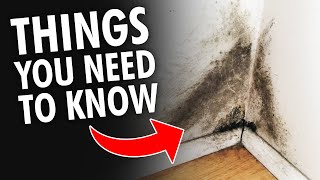 5 Things you NEED to KNOW About Mold and Mildew [upl. by Elocon870]