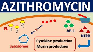 Azithromycin  Mechanism side effects precautions amp uses [upl. by Warenne160]