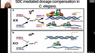 Dosage Compensation Part3 [upl. by Atiuqal]