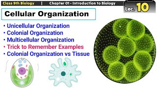 Cellular Organization  Unicellular Colonial and Multicellular  Trick to Remember Examples [upl. by Armando539]