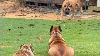 Female South African Boerboel against 2 Presa Canario’s [upl. by Latona]