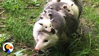 Possum Mom Carrying Babies is the Best Thing Ever  The Dodo [upl. by Gill]