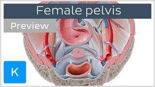 Superior view of the female pelvis preview  Human Anatomy  Kenhub [upl. by Far37]