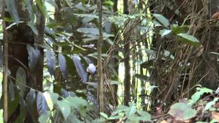 White  bearded Manakin in ASA Trinindad [upl. by Antonio]