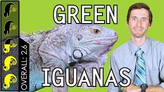 Green Iguana The Best Pet Lizard [upl. by Ahael473]