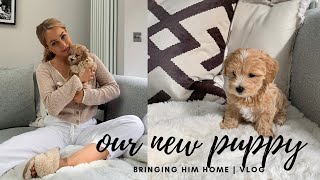 WE GOT A PUPPY  BRINGING HOME OUR TOY MALTIPOO [upl. by Yhcir]