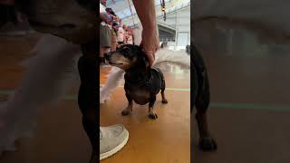 Wiener dogs race at Frakenmuths Oktoberfest [upl. by Nysilla210]