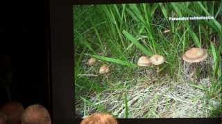 Paul Kroeger  The History of Psilocybin Containing Magic Mushrooms [upl. by Bugbee122]